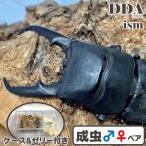 (*66mm пара ) Kitakyushu common ta рогач взрослое насекомое с подарком .dda рогач организм местного производства 