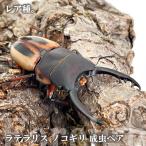  Latte la белка пила ( редкий товар мой Lee n. вид ) длина зуб взрослое насекомое *45mmUP пара с подарком .dda рогач организм 