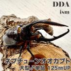  Neptune oo Kabuto взрослое насекомое большой * одиночный 125mmUP с подарком .dda жук-носорог организм 