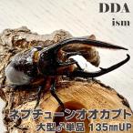  Neptune oo Kabuto взрослое насекомое большой * одиночный 135mmUP с подарком .dda жук-носорог организм 