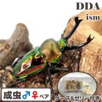\人気種/ 世界で最も美しいクワガタ ニジイロクワガタ 成虫 ♂50〜54mm ペア プレゼント付き dda クワガタ 生体