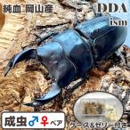 (♂ミニサイズ ペア) 純血 岡山産 オオクワガタ classics1997 成虫 プレゼント付き dda クワガタ 生体 国産
