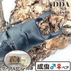 ＼極太／ 天然個体 北パラワンオオヒラタ 成虫 WD 特大♂102mmUP ペア プレゼント付き dda クワガタ 生体