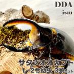 サタンオオカブト 1〜2令幼虫 3頭セット dda カブトムシ 生体