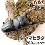 tsusima common ta взрослое насекомое *60~64mm пара с подарком .dda рогач организм common ta рогач 