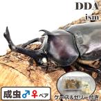 希少 国産 白眼WW カブトムシ ペア