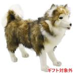 BH4824 シベリアンハスキー HANSA しべりあんはすきー いぬ イヌ 犬 ぬいぐるみ リアル おもちゃ 置物 母の日