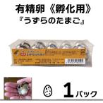 有精卵 孵化用 豊橋産 日本うずらの卵 10個パック 1パック