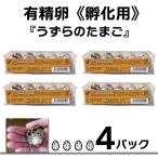 [....] иметь . яйцо .. для Toyohashi производство Япония перепелиные яйца 10 штук входит 4 упаковка 