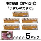 [....] иметь . яйцо .. для Toyohashi производство Япония перепелиные яйца 10 штук входит 5 упаковка 