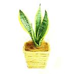 観葉植物インテリア人気ギフトプレゼ...