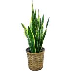 観葉植物インテリア人気ギフトプレゼ...