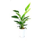 観葉植物インテリア人気ギフトプレゼ...