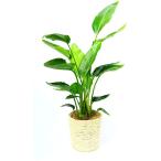 観葉植物インテリア人気ギフトプレゼ...