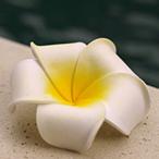 Yahoo! Yahoo!ショッピング(ヤフー ショッピング)花びら プルメリア M2サイズ 1個 スタンダード フランジパニ 造花 スポンジ バリ島 アジアン リゾート