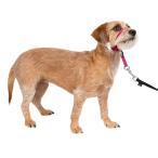 [ параллель импортные товары ] PetSafe домашнее животное safe jentoru Leader head цвет quick release (Slaz Berry )