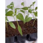  ultra . chili pepper mehi Carna. seedling 1 seedling Mexico standard. chili pepper. seedling 