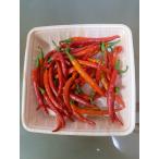  красный острый перец. вид Индия стандартный. синий красный острый перец psa Jewela. вид 30 шарик 