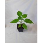  ультра . красный острый перец - spring ro красный. рассада нет пестициды 