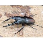 DF.. тяпка * новый взрослое насекомое *tsuka Moto крышка mata**80mmup пара 