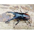 DF.. тяпка * новый взрослое насекомое *tsuka Moto крышка mata**85mmup пара 