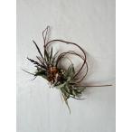  сухой цветок s lease интерьер цветок хлопок цветок . эвкалипт. lease 