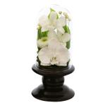  искусство four season #. цветок ( светло-коричневый тон )Mini. бабочка орхидея Mini glass консервированный цветок 