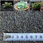 Leap Raupe 【5回洗浄済】 富士砂 化粧砂 化粧石 黒 アガベ 土 小粒 1L