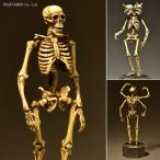 送料無料◆KT Project 骸骨 着彩 KT-006 タケヤ式自在置物 海洋堂（F5477）