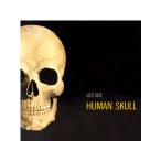 アトランティス 1/1 頭蓋骨 プラモデル AMCL71301 【6月予約】