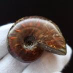 Yahoo! Yahoo!ショッピング(ヤフー ショッピング)アンモナイト 化石 本物 マダガスカル産 36.72mm プレゼント ギフト an169