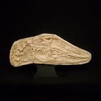 博物館級 モササウルス 化石 頭骨 首 骨格 本物 モロッコ産 80cm 台座付きプレゼント ギフトfy2