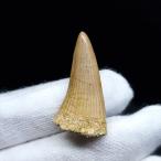 Yahoo! Yahoo!ショッピング(ヤフー ショッピング)美品 モササウルス 化石 歯 本物 モロッコ産 28.62mm プレゼント ギフト mo530