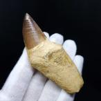 美品 歯根付き モササウルス 化石 歯 本物 モロッコ産 80.09mm プレゼント ギフト mos8
