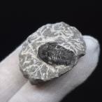 母岩付き 三葉虫 本物 モロッコ産 32.76mm プレゼント ギフト sn23