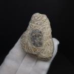 ショッピングモロッコ 母岩付き 三葉虫 本物 モロッコ産 56.73mm プレゼント ギフト sn67