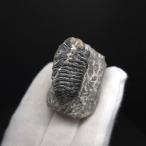 ショッピングモロッコ 母岩付き 三葉虫 本物 モロッコ産 35.78mm プレゼント ギフト sn68