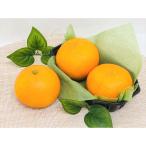  Ehime * запад . мир производство Kiyoshi видеть язык гол [ меласса .] 5kg [3 месяц средний . примерно - доставка ] овощи фрукты фрукты NH1552