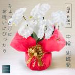 【100%保証】中輪胡蝶蘭(ミディ)5本立ち35輪以上 白 お祝い 誕生日 母の日 記念日 開業祝い 開店祝い 新築祝い 結婚祝い ギフト