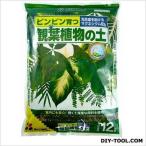  цветок ... декоративное растение. земля 12L