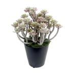 ササガワ人工観葉植物パープルセダム...