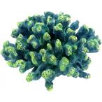 Yahoo! Yahoo!ショッピング(ヤフー ショッピング)ゼンスイ ZEST レプリカサンゴ M-2（グリーンブルー） W15mm×D14mm×H8.5mm 1個