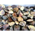  распродажа до конца через всего лишь!... моллюск. ... моллюск. ..5 kilo 9 10 9 . производство .. длина прямая поставка! 9 10 9 . производство уникальная вещь гурман 