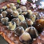  Chiba 9 10 9 . производство натуральный .. ...( маленький размер ) 3 kilo 60~70 штук входит хамагури | прямая поставка от производителя | моллюск | свежий |BBQ|..| праздник 