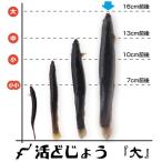 ショッピング日本一 【どじょう日本一】活 どじょう 1kg 大【約16cm 約40匹】 食用 どじょう 生体 ドジョウ  柳川 鍋 ドジョウ 唐揚げ 料理用 ドジョウ 蒲焼