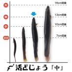 . вьюн 200g средний ( примерно 13cm примерно 24 шт ) еда для организм dojou Янагава кастрюля Tang .. кулинария 