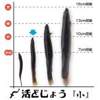 【どじょう日本一】活 どじょう 500g 小【約10cm 約125匹】 食用 どじょう 生体 ドジョウ  柳川 鍋 ドジョウ 唐揚げ 料理用 ドジョウ 蒲焼