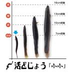 ショッピング日本一 【どじょう日本一】活 どじょう 500g 小小【約7cm 約250匹】 食用 どじょう 生体 ドジョウ  柳川 鍋 ドジョウ 唐揚げ 料理用 ドジョウ 蒲焼