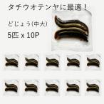 tachiuo рыбалка рефрижератор вьюн ( Kansai регион специальный specification ) 5 шт ×10 упаковка средний большой размер dojou корм рефрижератор длинный меч рыба tenya приманка 