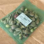 国産 ネギ アサツキ 球根 葱 浅葱 あさつき 種球 300g Naeasatuki 庄内米産直店 土門商店yahoo 店 通販 Yahoo ショッピング